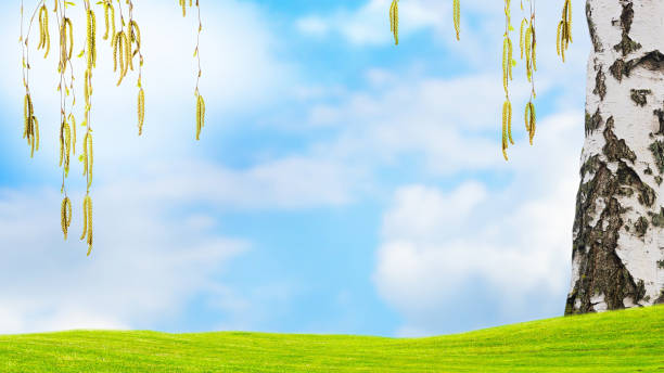 frame from flowering birch tree branches isolated on blue sky with copy space on green meadow in spring, product display on lawn for pollen allergy pharmacy