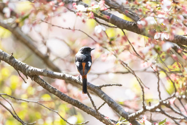 istock a durian redstart sitting on a tree branch in the forest 2135583419