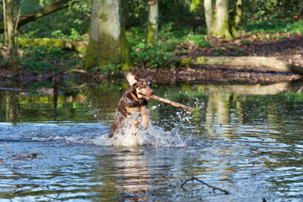 Front view of a beautiful brown mixed-breed dog with clear green eyes jumping out of water with a wood stick in the mouth in a wilderness area near Lyon called \