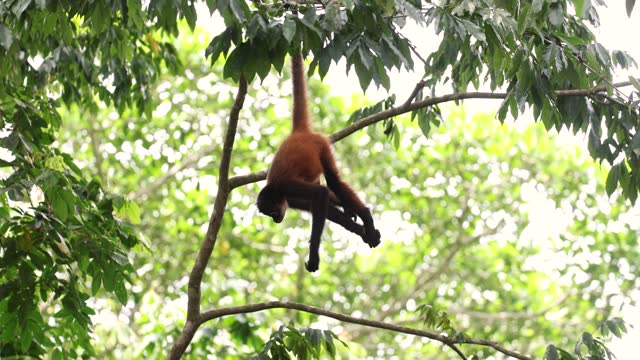 Spider Monkey in Costa Rica