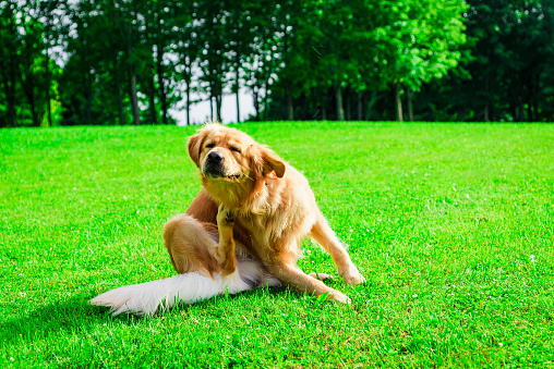 The labrador dog sits in the meadow, scratches his torso with his feet.Sunny summer park day.