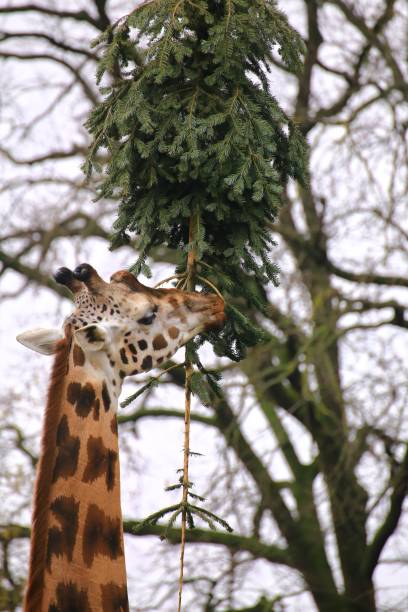 istock Northern Giraffe (Giraffa camelopardalis) feeding on pine tree, a leftover of christmas 2135605508