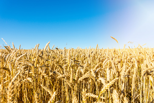 Beautiful harvest of ripe golden wheat,rye ears under a clear blue sky background.Close-up.Selective focus.