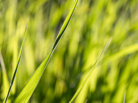 Blade of grass with blurred background