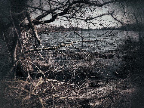 Grungy shot of lakeside with bare trees and sunlight.