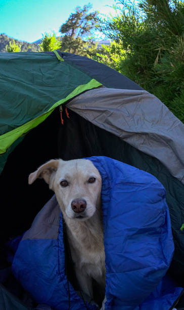 istock dog in a tent 2135614983