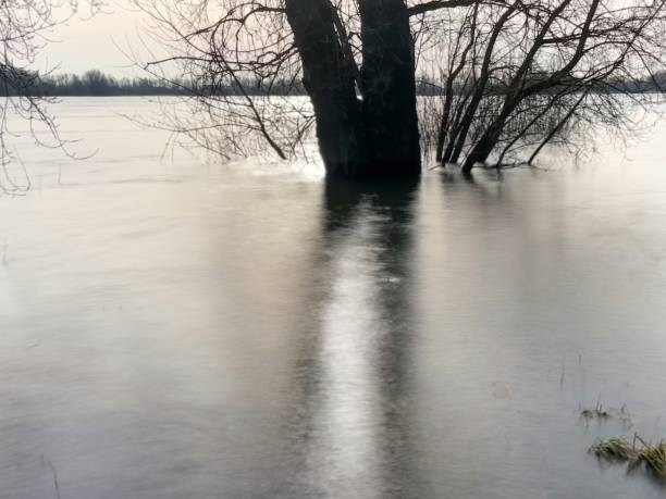 trees on the flooded riverbank in the backlight