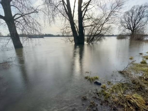 istock trees on the flooded riverbank in the backlight 2135617665