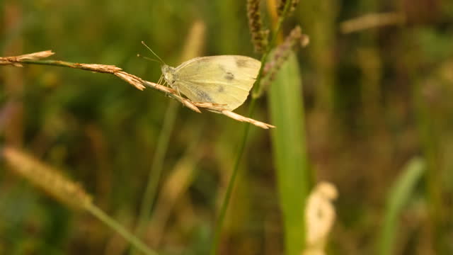 white butterfly in the field. selective focus. nature.