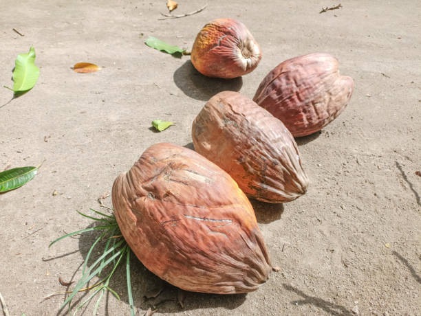 istock Dried brown coconuts are scattered on the ground 2135622519