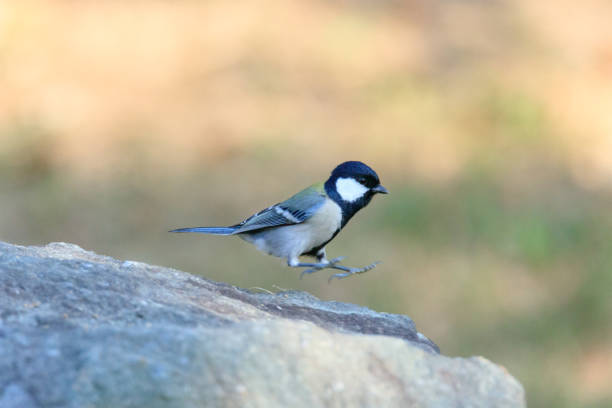 portrait of a Great Tit on the window sill waiting for food