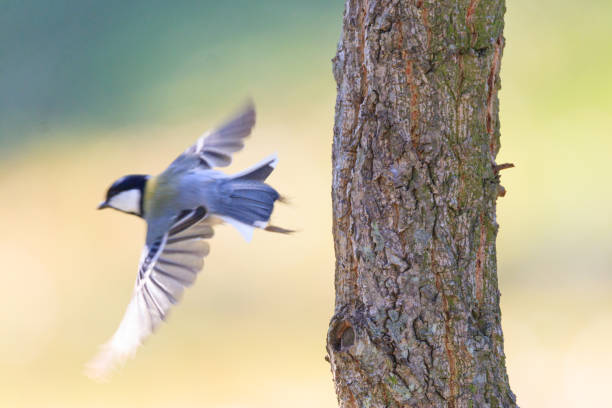 istock great tit sitting on a tree branch in the forest 2135627909
