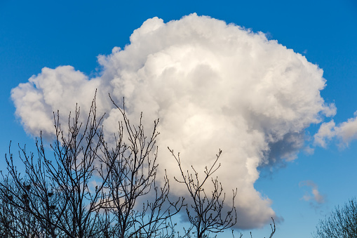 Section of blue sky with single spherical cumulus cloud with tree tops on a foreground in early spring