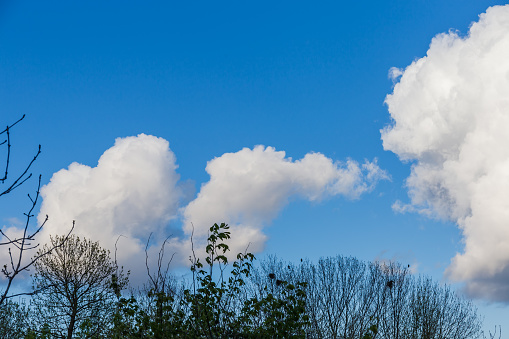 Several single spherical cumulus clouds with tree tops on a foreground in early spring