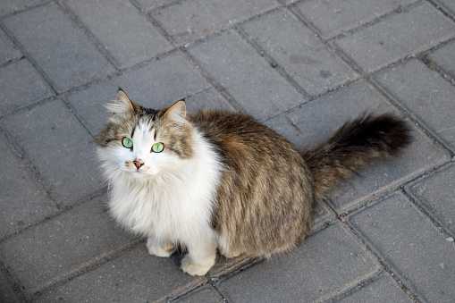 A small to medium sized cat with green eyes and fawn fur is sitting on an asphalt road surface. Its whiskers twitch as it gazes around with its carnivorous snout