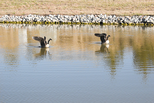 Two Canadian geese stretch their wings in tandem.