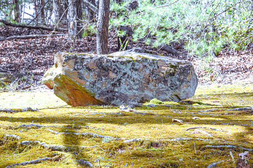 A large rock seems out of place in this mossy forest setting.