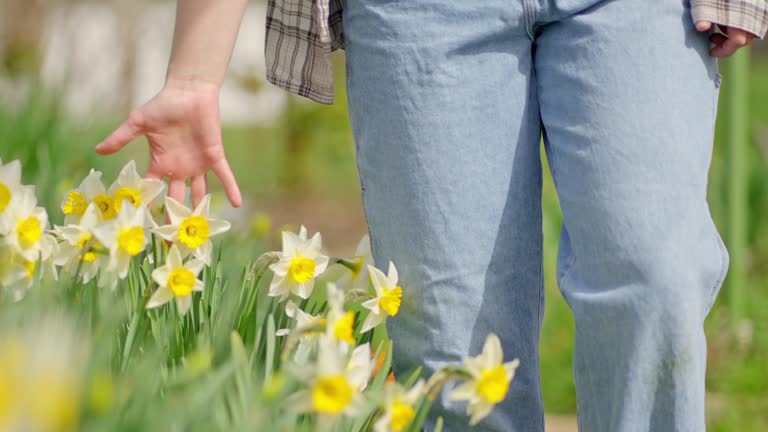 SLO MO Closeup of Hand Touching Daffodils with Yellow Blooms in Spring Garden