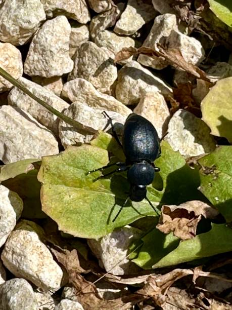Leather ground beetle (Carabus coriaceus) Leather ground beetle (Carabus coriaceus) carabus coriaceus stock pictures, royalty-free photos & images