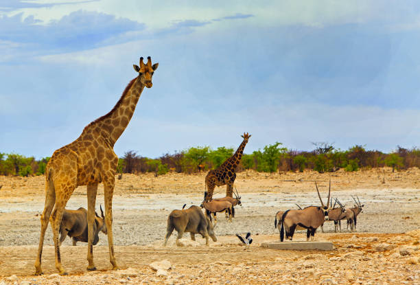 istock African Wildlife on the open  Savannah 2135658678