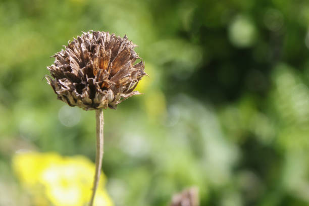 a close-up of a dry flower in the woodland
