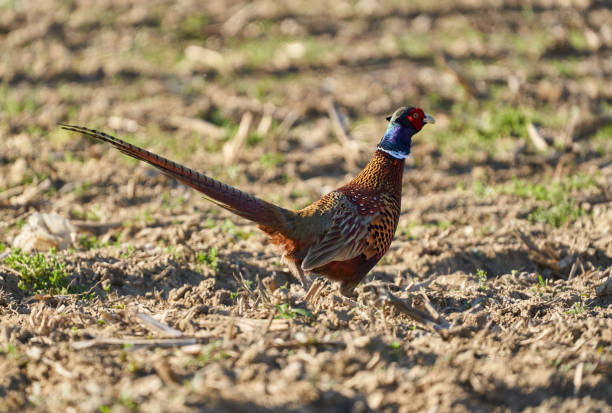 Male pheasant (Phasianus colchicus) in a field in a sunny day