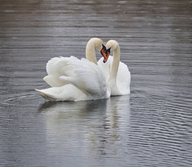 istock Swans couple in mating ritual 2135683962