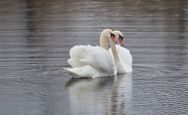 istock Swans couple in mating ritual 2135683964