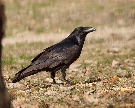 Black raven (Corvus corax) standing on the ground in the countryside