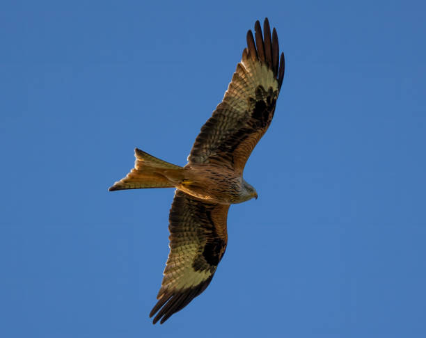 istock Red kite soaring with wings extended high in the sky. 2135684840