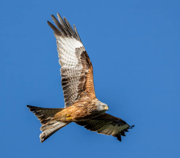 istock Red kite soaring with wings extended high in the sky. 2135684879