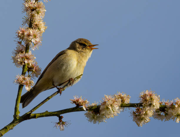 istock Warbler perched on a tree branch gazing upward. 2135684911