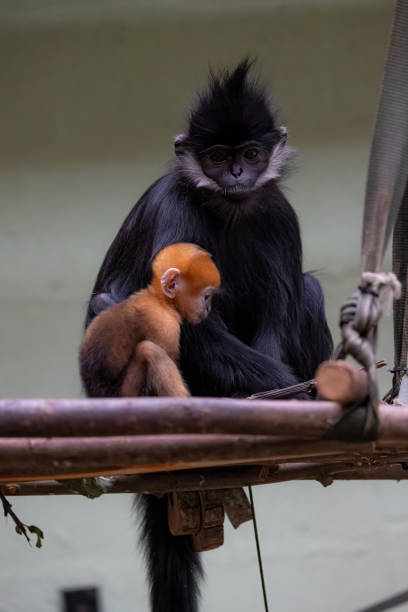 istock Baby monkey cradling a larger monkey in its arms. 2135684963