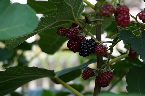Blackberry plant, in Latin called Rubus fruticosus, with fruits in different stages of ripeness.