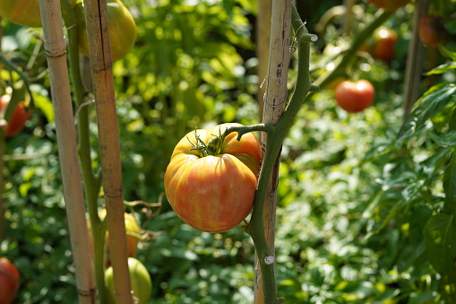 Big orange fleshy of beefsteak tomato growing  on a stem. On the background there are more tomato plants with fruits.