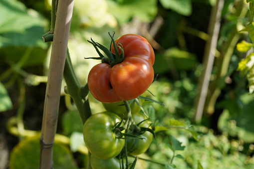 Big red and ripe fleshy of beefsteak tomato growing  on a stem. On the background there are more tomato plants with fruits.