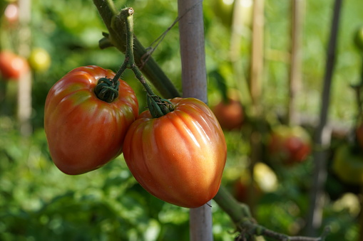 Two big fleshy of beefsteak tomatoes growing  on a stem. On the background there are more tomato plants with fruits.