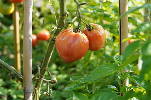 Two big orange fleshy of beefsteak tomatoes growing  on a stem. On the background there are more tomato plants with fruits.