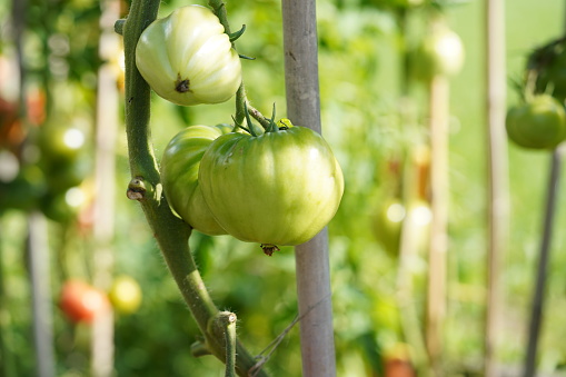 Big green fleshy of beefsteak tomato growing  on a stem. On the background there are more tomato plants with fruits.