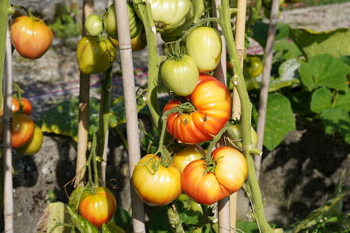 Fleshy of beefsteak tomato in various states of ripeness are growing  on a stem. On the background there are more tomato plants with fruits.