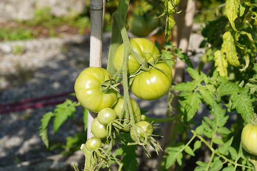 Fleshy or beefsteak tomatoes still green are growing  on a stem. On the background there are more tomato plants with fruits.