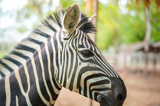 Closeup of the eye of a mountain zebra in  Namibia