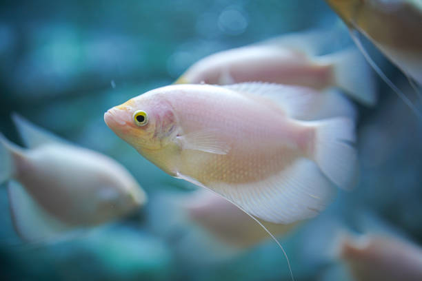 A Giant Gourami Albino fish or White rhino fish during swimming underwater. Animal portrait photo. Close-up and eye selective focus.