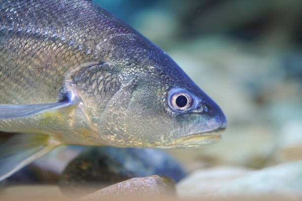 Boesemania croaker fish. Boesemania croaker fish with silver skin, a local river fish in Thailand (In Thai is called horse fish). Fish underwater with eye focus. raw croaker fish stock pictures, royalty-free photos & images