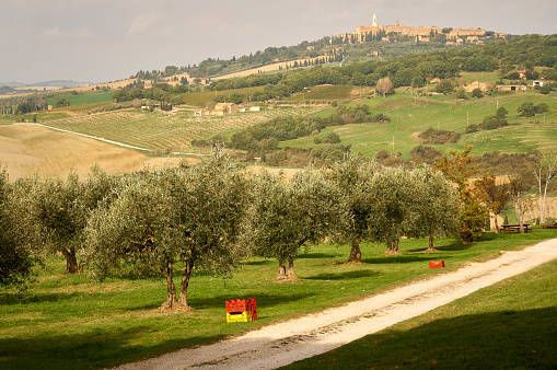 Autumn, farmhouses, fields, hills and olive trees.  Olive harvest. Boxes with olives. Tuscany, Italy.