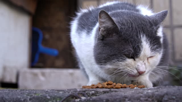 Cat Dines on Weathered Ground