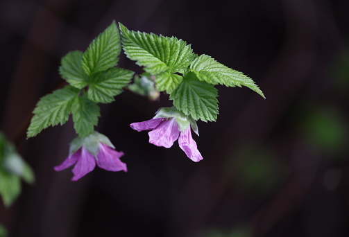 Rubus spectabilis.
Early blossoms and compound leaves with three leaflets. Native to southwestern British Columbia. Edge of a forest. 
Plant hardiness zone 8A.