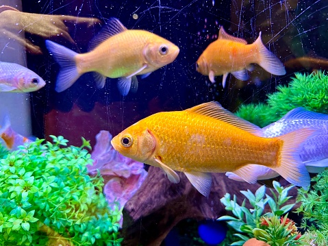 Goldfish (Carassius auratus) in fish tank
