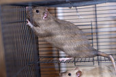 Domestic rat in a cage holds food with its paws and eats.