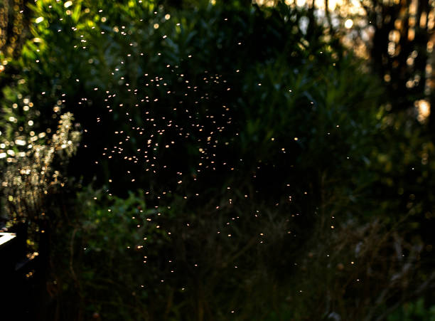 istock Dense swarm of midges 2135741780